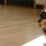 dog on hardwood flooring